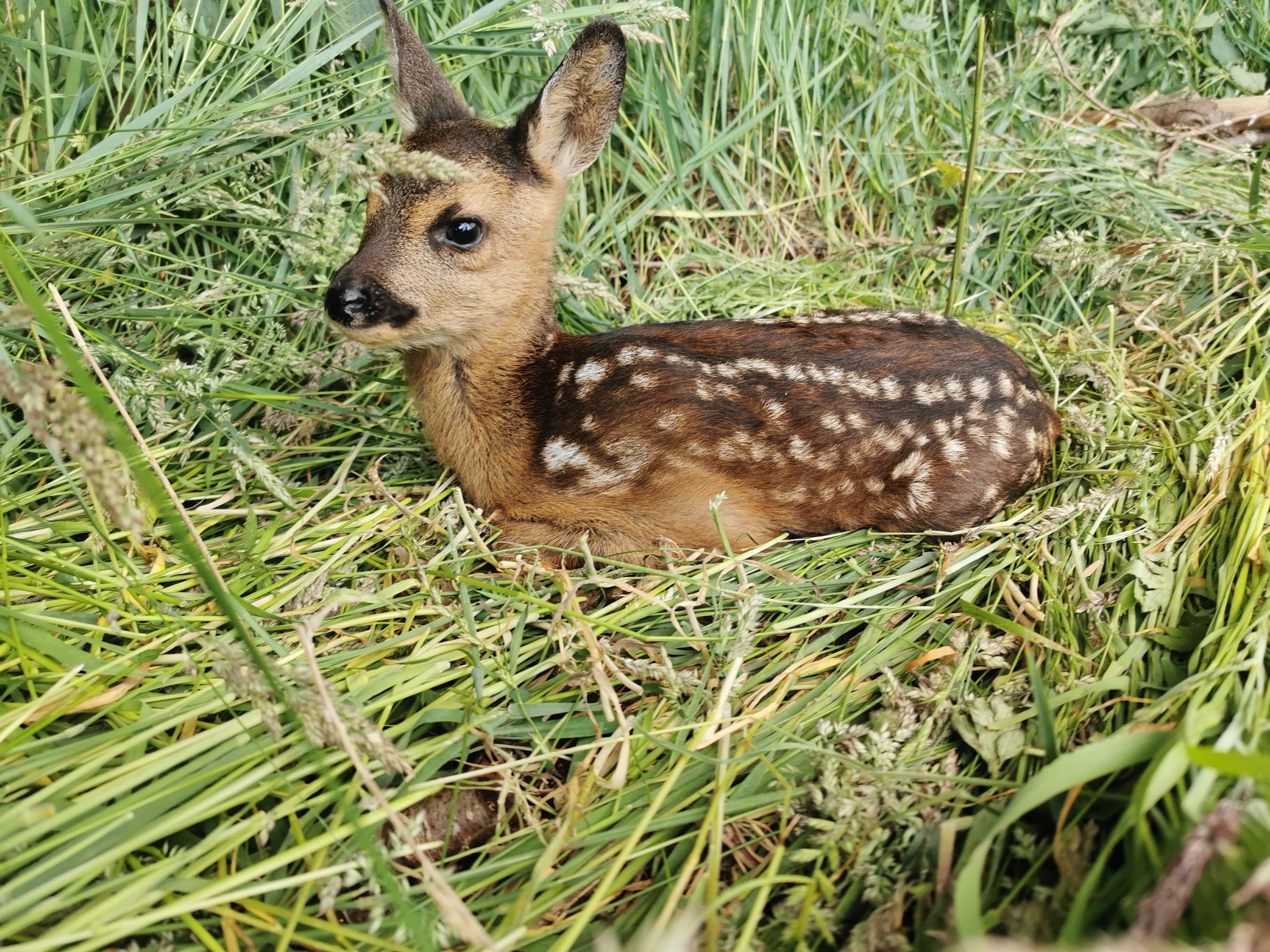 Auf dem Foto ist ein Rehkitz bei der Kitzrettung zu sehen.